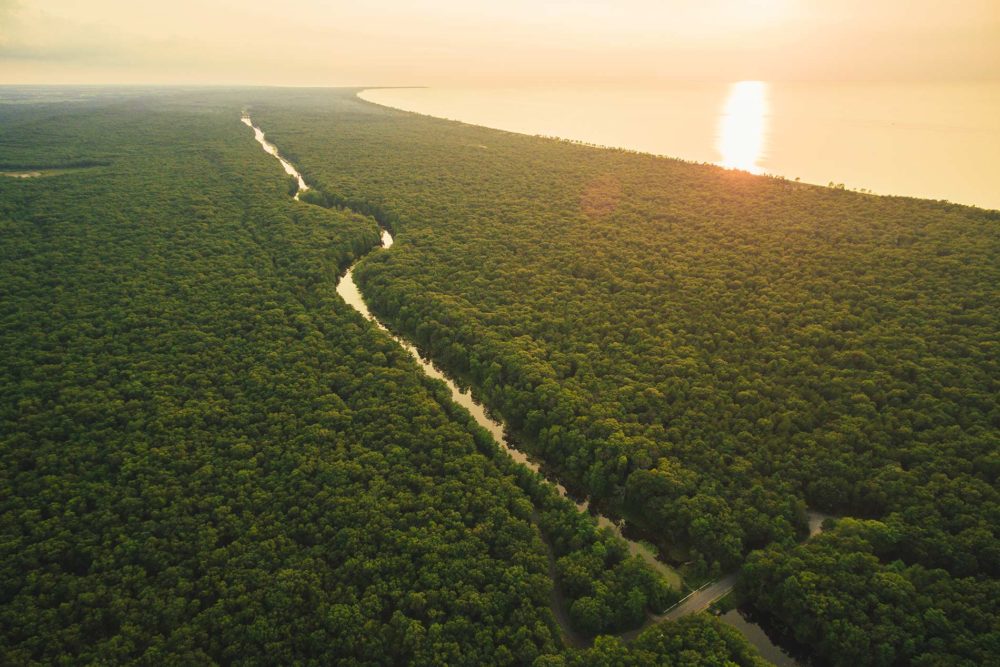 Birds-eye view of lush green Carolinian forest at Pinery Provincial Park at sunset