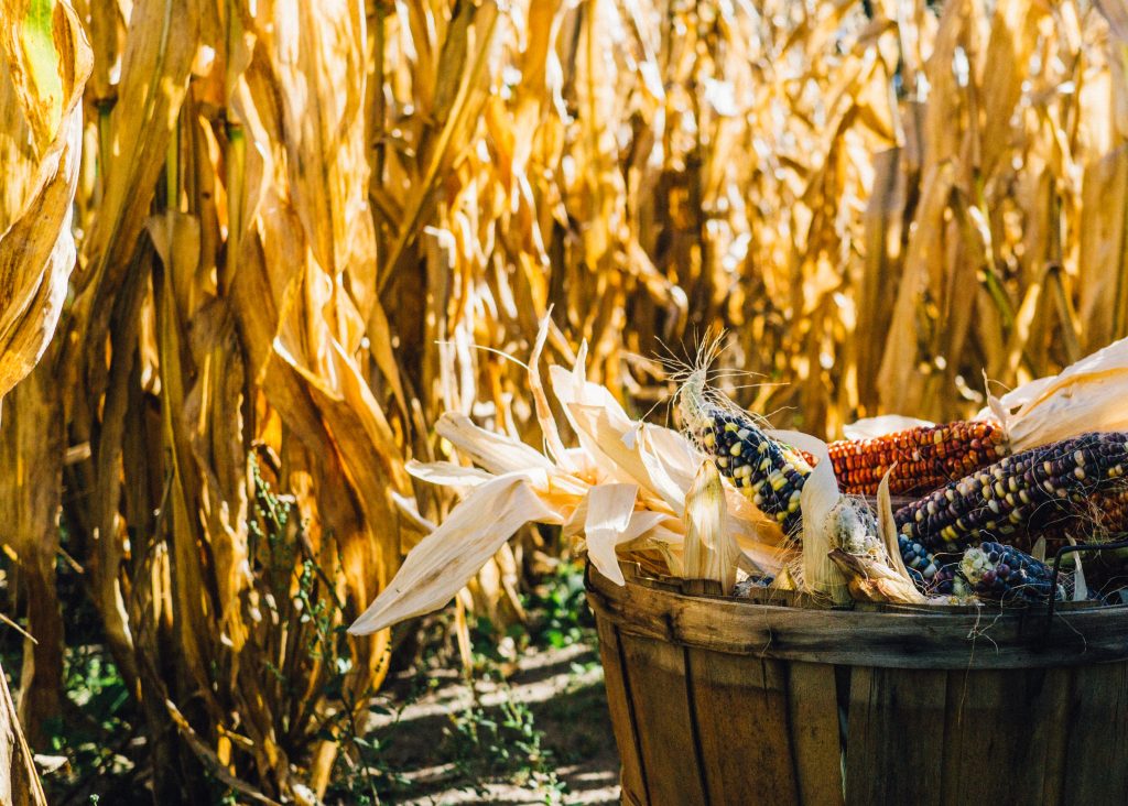A bushel of corn on the cob in front of a yellow field of cornstalks.