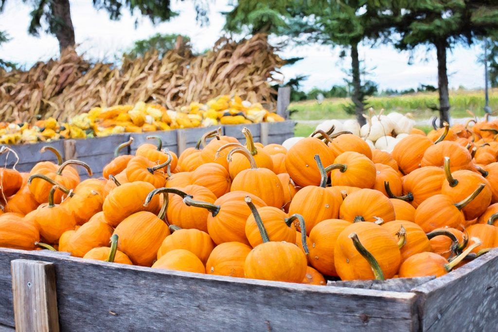 A large container of pumpkins.