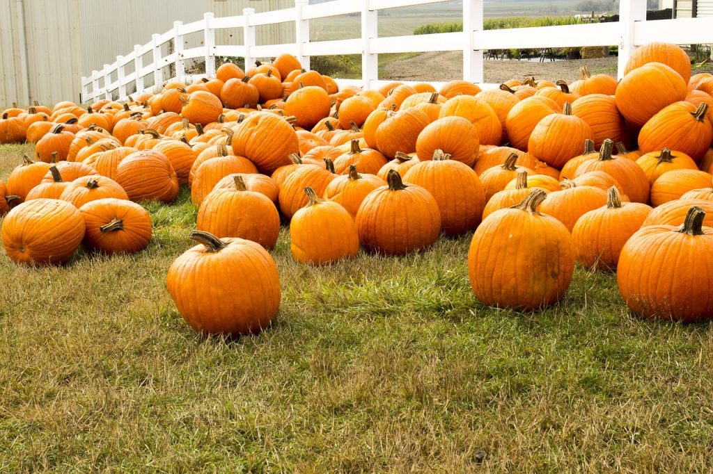 A large number of pumpkins on the grass in front of a white fence.