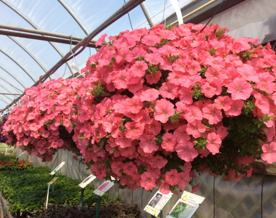 Thuss Greenhouse Ontario's Blue Coast