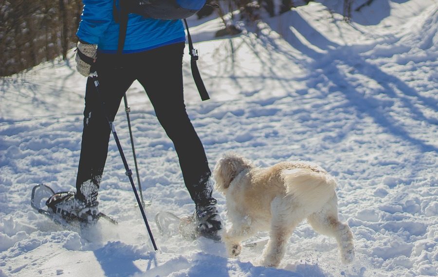 A man on snowshoes hiking in the forest with a white dog following him.